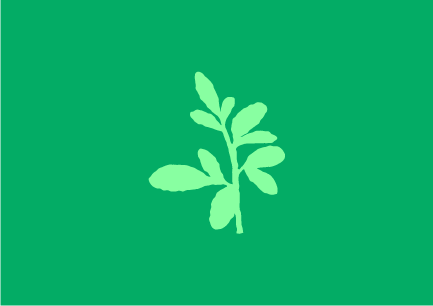Fundo verde bandeira com ilustração de uma arruda verde claro no centro.